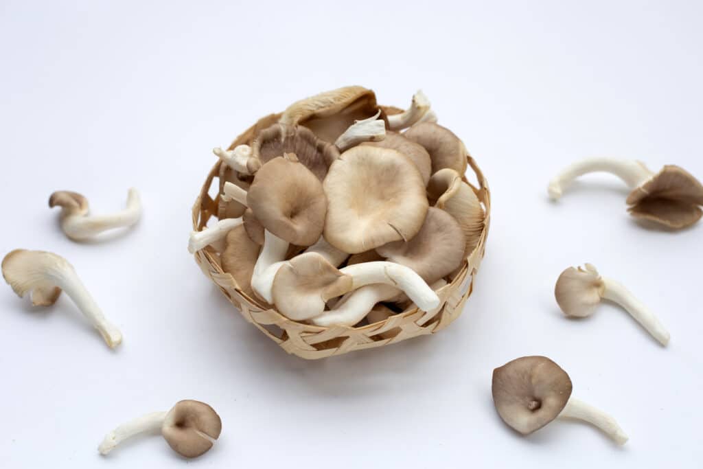 เห็ดนางฟ้าสรรพคุณ น่ารู้ Superfood สไตล์ไทย ตอบรับกระแสรักสุขภาพ